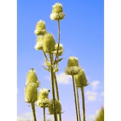 Fuller's Teasel frø - Dipsacus sativus - 325 frø