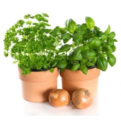 Semena sladkega bazilika - Ocimum basilicum - 650 semen