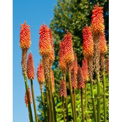 Tritoma, Red Hot Poker - Kniphofia uvaria - Striking Torch-Like Blooms in Fiery Colours - Fresh Seeds