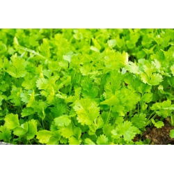 Cilantro - Coriandrum sativum - Hierba aromática, ideal para cocinar y sazonar - Semillas frescas