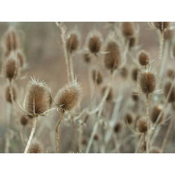 Fuller's Teasel frø - Dipsacus sativus - 325 frø