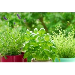 Semena sladkega bazilika - Ocimum basilicum - 650 semen