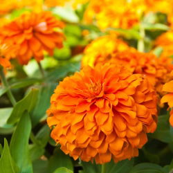 Frøkenhat - blanding - Zinnia elegans - Drystærke blomster, fantastisk blomsterpragt - Friske frø