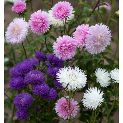 Chrysanthemum China Aster frø - Callistephus chinensis - 450 frø