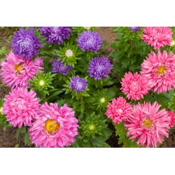Chrysanthemum China Aster frø - Callistephus chinensis - 450 frø