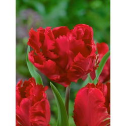 Tulipano Erna Lindgreen - pacchetto di 5 pezzi - Tulipa Erna Lindgreen