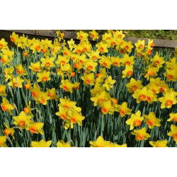 Narcissus Fortissimo - Daffodil Fortissimo - 5 lukovica