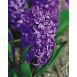 ผักตบชวาสีม่วงดาว - ผักตบชวาม่วงดาว - 3 หลอด -  Hyacinthus orientalis