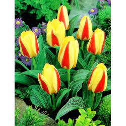 Tulipa Gluck - Tulip Gluck - 5 lampu