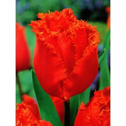 Tulipa Noranda - Tulip Noranda - 5 lampu
