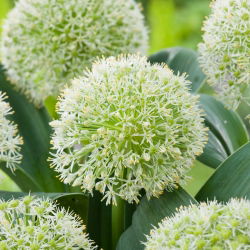 Boll-lök Ivory Queen - paket med 3 stycken - Allium karataviense Ivory Queen