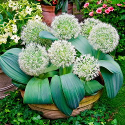 Allium karataviense Ivory Queen - csomag 3 darab