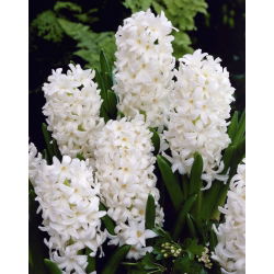 Rytinis hiacintas - Carnegie - pakuotėje yra 3 vnt -  Hyacinthus orientalis