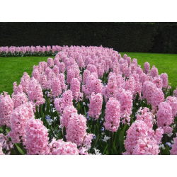 Hyacinthus Fondant - Fond de igienă - 3 bulbi - Hyacinthus orientalis