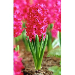 Hyacinthus "Jan Bos" - 3 bulbi - Hyacinthus orientalis