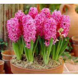 Hyacinthus "Pearl Pink" - 3 bulbi - Hyacinthus orientalis