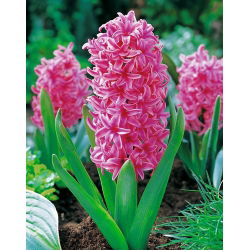 Hyacinthus "Pearl Pink" - 3 bulbi - Hyacinthus orientalis