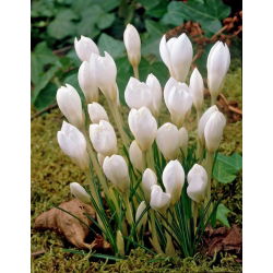 Crocus Miss Vain - 10 bebawang - Crocus biflorus Miss Vain