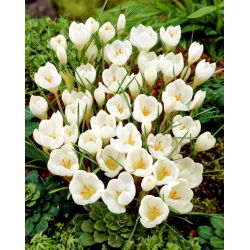 Crocus Miss Vain - 10 bebawang - Crocus biflorus Miss Vain