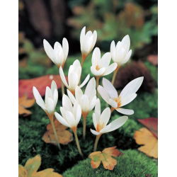 Crocus Ochroleucus - 10 bebawang