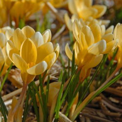 Crocus Romance - pakend 10 tk