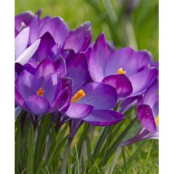 Crocus Ruby Giant - pakend 10 tk - Crocus tommasinianus Ruby Giant