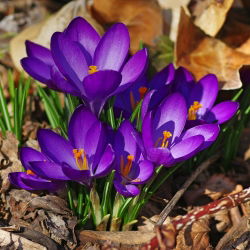 Crocus Ruby Giant - pakend 10 tk - Crocus tommasinianus Ruby Giant
