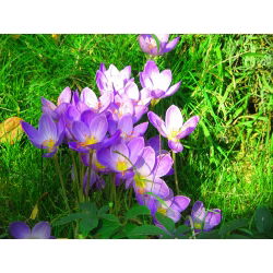 Crocus Speciosus - pakend 10 tk