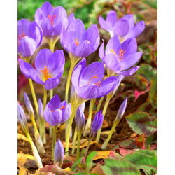 Crocus Speciosus - pakend 10 tk