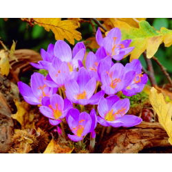 Crocus Speciosus - pakend 10 tk