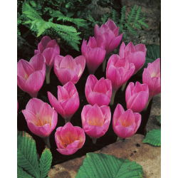 Crocus Zonatus - 10 bebawang