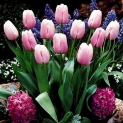 Tulipa Pink Diamond - Tulip Pink Diamond - 5 kvetinové cibule