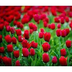 Tulipa Bahar Şarkısı - Tulipa Bahar Şarkısı - 5 ampul - Tulipa Spring Song