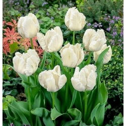 Tulipano White Parrot - pacchetto di 5 pezzi - Tulipa White Parrot