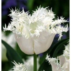 Tulipa天鹅翼 - 郁金香天鹅翼 -  5个洋葱 - Tulipa Swan Wings