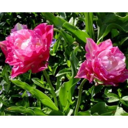 Tulipaner May Wonder - pakke med 5 stk - Tulipa May Wonder