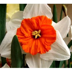 Narcis profesor Einstein - Narcisa Profesor Einstein - 5 lukovica - Narcissus