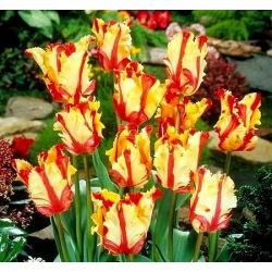 Tulipa Paraming Parrot - توليب Flaming Parrot - 5 لمبات - Tulipa Flaming Parrot