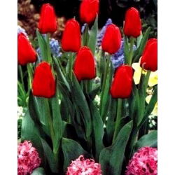 Tulipa荷兰 - 郁金香荷兰 -  5个洋葱 - Tulipa Hollandia