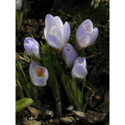 Crocus Blue Pearl - 10 bebawang