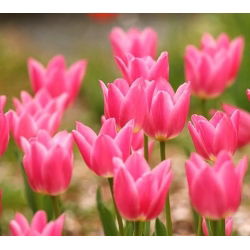 Tulipano China Pink - pacchetto di 5 pezzi - Tulipa China Pink