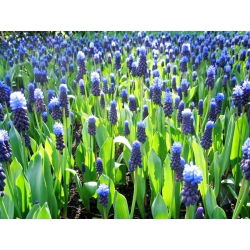 Muscari latifolium - Lăcusta de viță de vie latifoliu - 10 bulbi