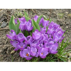 Crocus Remembrance - 10 bebawang