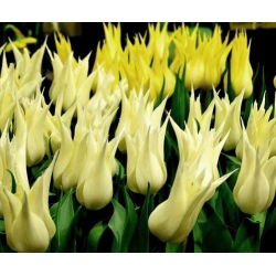 Tulipano Saporro - pacchetto di 5 pezzi - Tulipa Saporro
