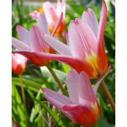 Tulipa Heart - pacote de 5 peças