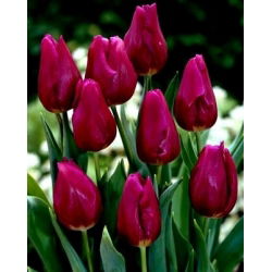 Tulipa Passionale - paquete de 5 piezas