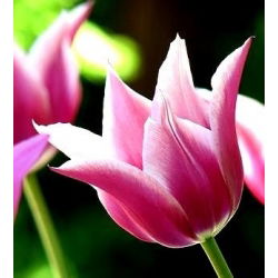 Tulipano Claudia - pacchetto di 5 pezzi - Tulipa Claudia