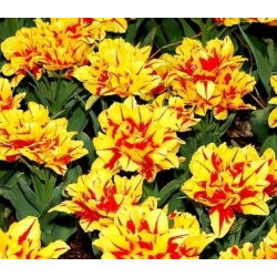 Tulipaner Monsella - pakke med 5 stk - Tulipa Monsella