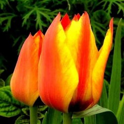 Tulipa鳕鱼角 - 郁金香鳕鱼角 -  5个电洋葱 - Tulipa Cape Cod