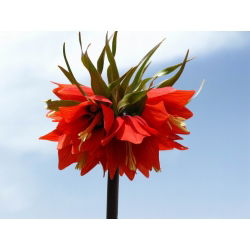 Fritillaria royalialis Rubra Maxima - Vương miện Rubra Maxima - củ / củ / rễ -  Fritillaria imperialis